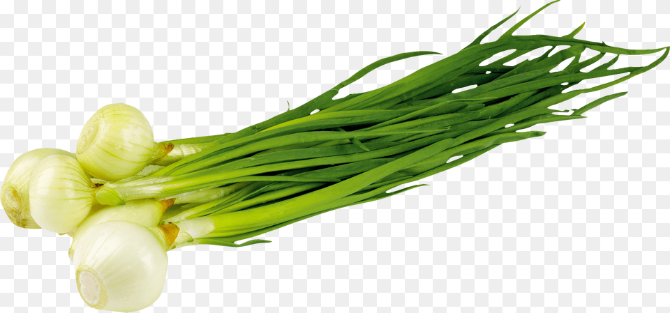 Leek, Food, Produce, Plant, Spring Onion Free Png Download