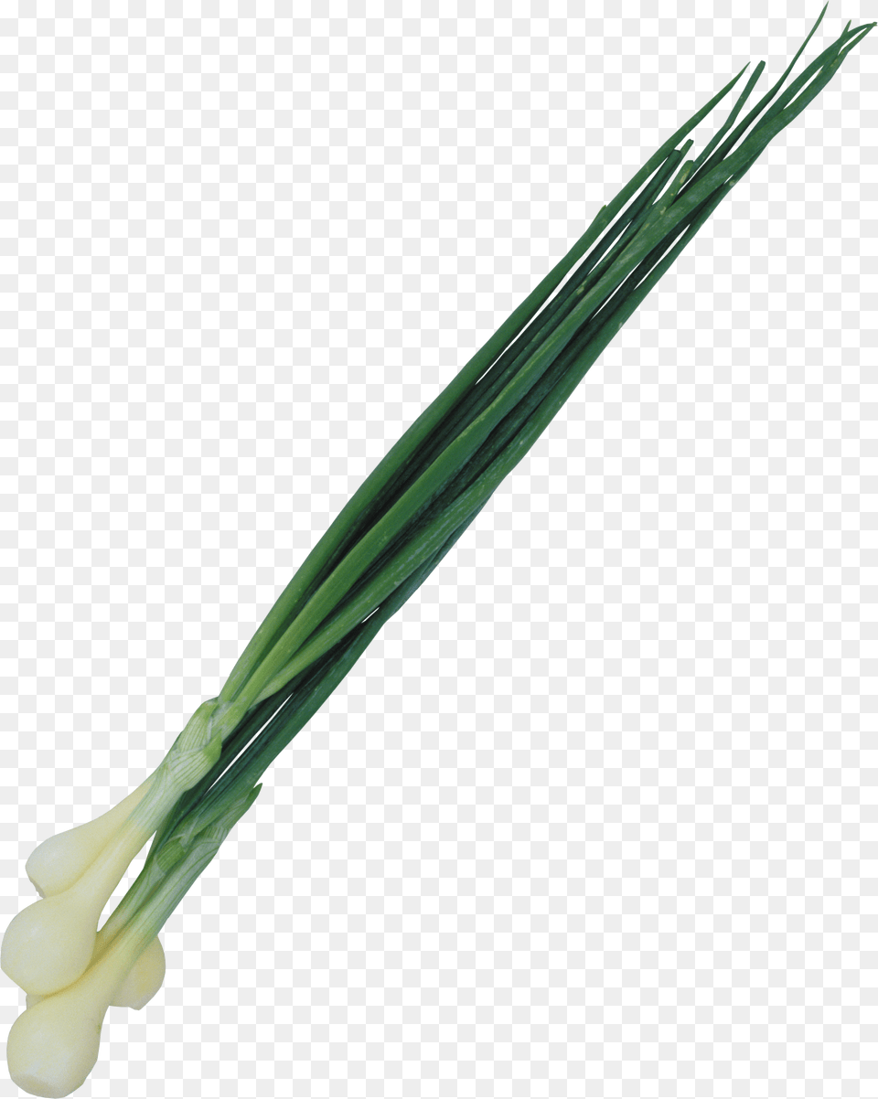 Leek, Food, Produce, Animal, Bird Png