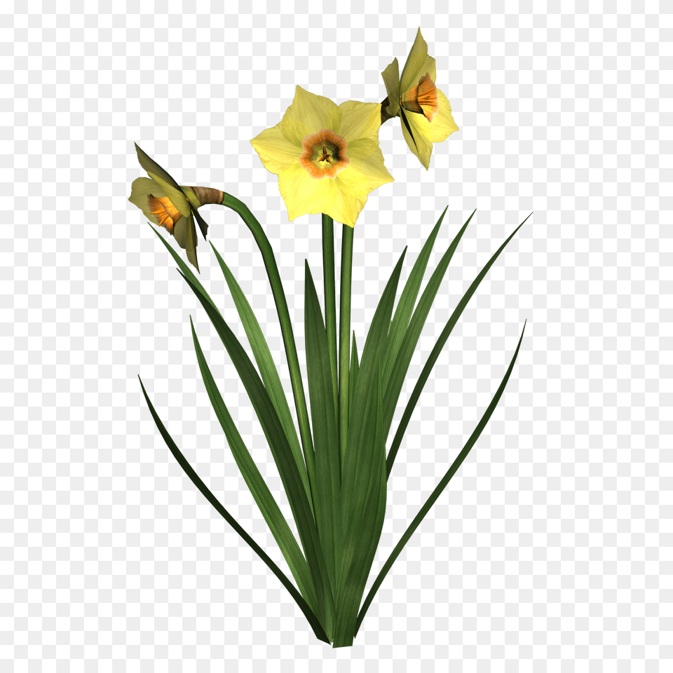 Leek Clipart, Daffodil, Flower, Plant, Animal Free Png