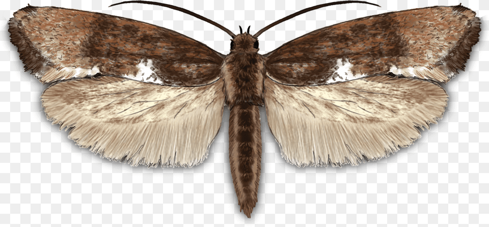 Leek Moth Peppered Moth, Animal, Butterfly, Insect, Invertebrate Png