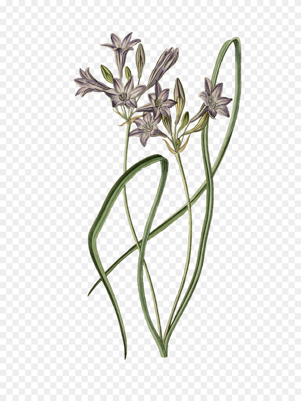 Leek Plant Drawing, Flower, Agapanthus Free Png