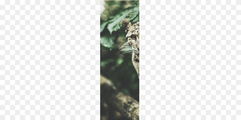 Left Aster Clouded Leopard, Animal, Wildlife, Mammal, Panther Free Png