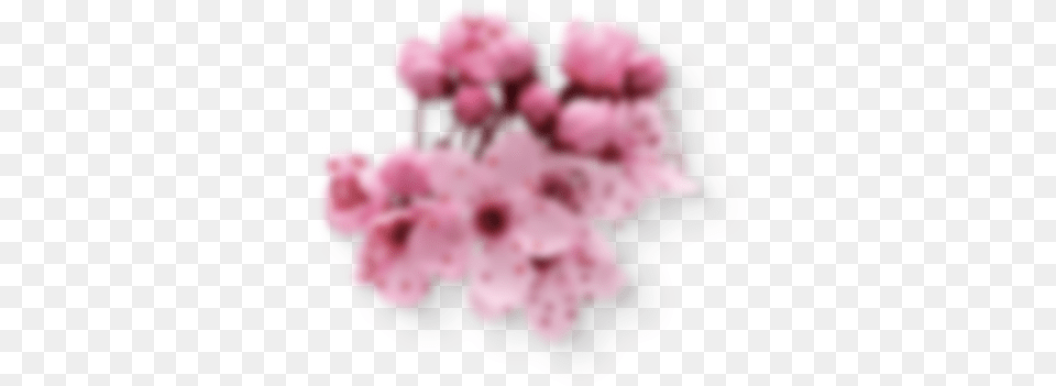 Left Cherry Blossom, Flower, Plant, Cherry Blossom, Petal Png