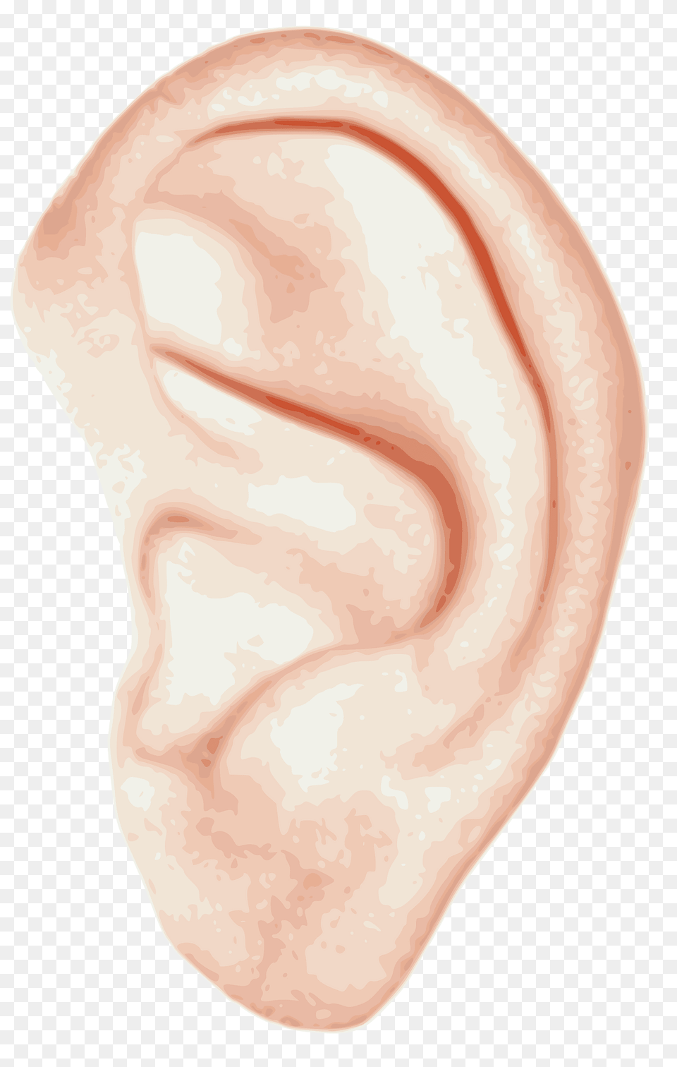 Left Clipart, Body Part, Ear Free Transparent Png