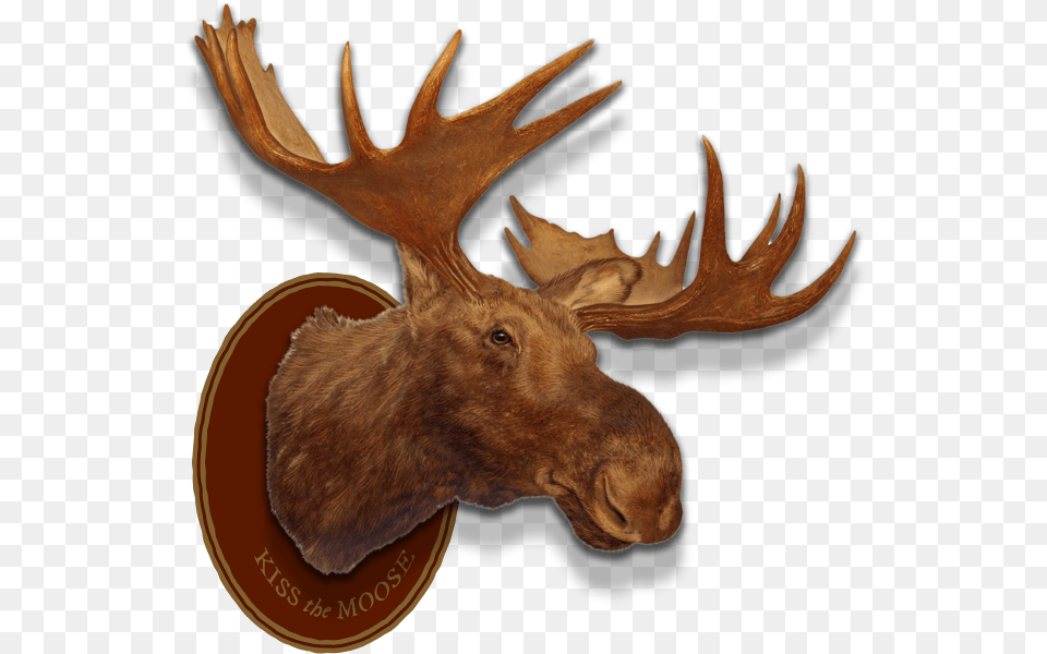 Left Header Flourish Right Header Flourish Moose Head Moose Head Trophy, Animal, Mammal, Wildlife, Antelope Png