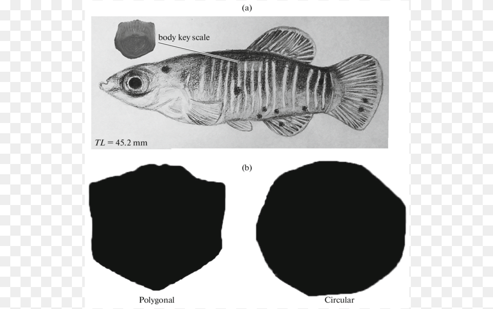 Left Side Of The Fish Specimen Shows Location Between Perch, Animal, Sea Life Free Png
