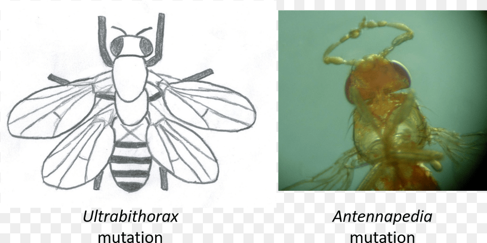 Left Sketch Of The Effect Of Mutating The Ultrabithorax Drosophila Antennapedia, Animal, Bee, Insect, Invertebrate Free Png