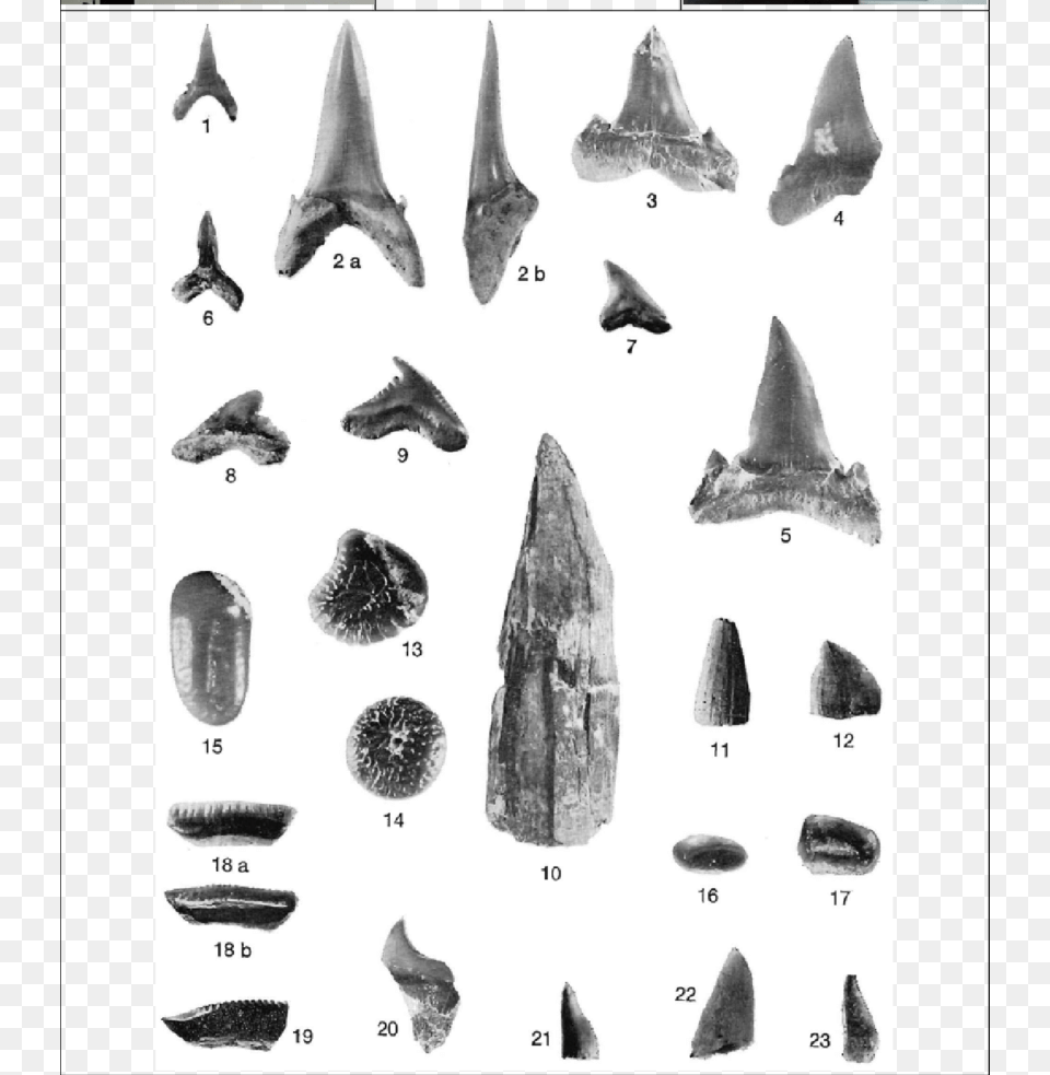 Left Teeth From Pycnodont Fish Sea Snail, Arrow, Arrowhead, Weapon, Adult Png