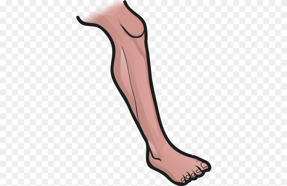 Leg, Ankle, Body Part, Person, Skin Free Transparent Png