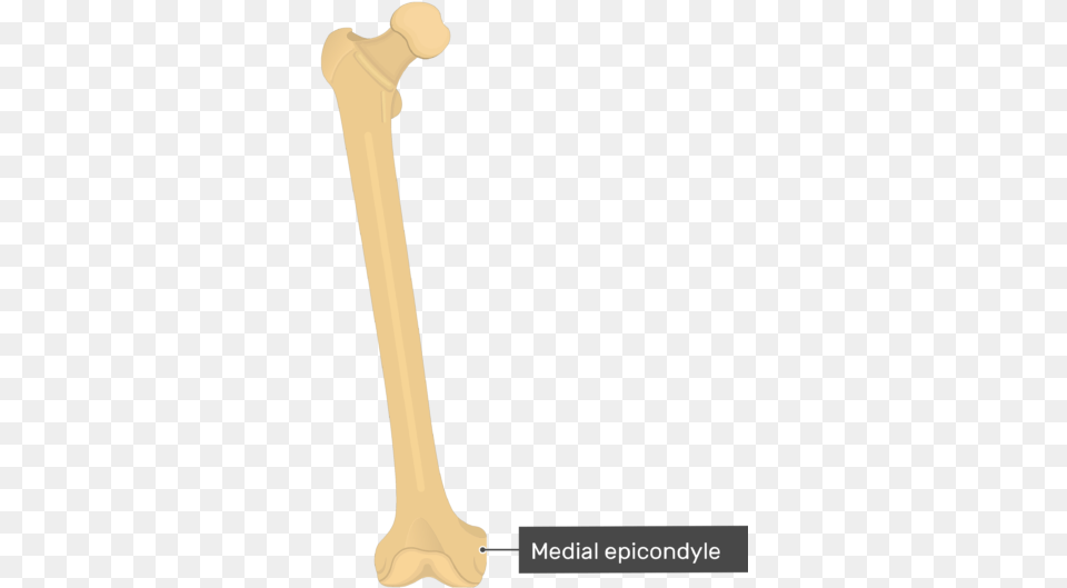 Leg Bone, Mace Club, Weapon Png Image