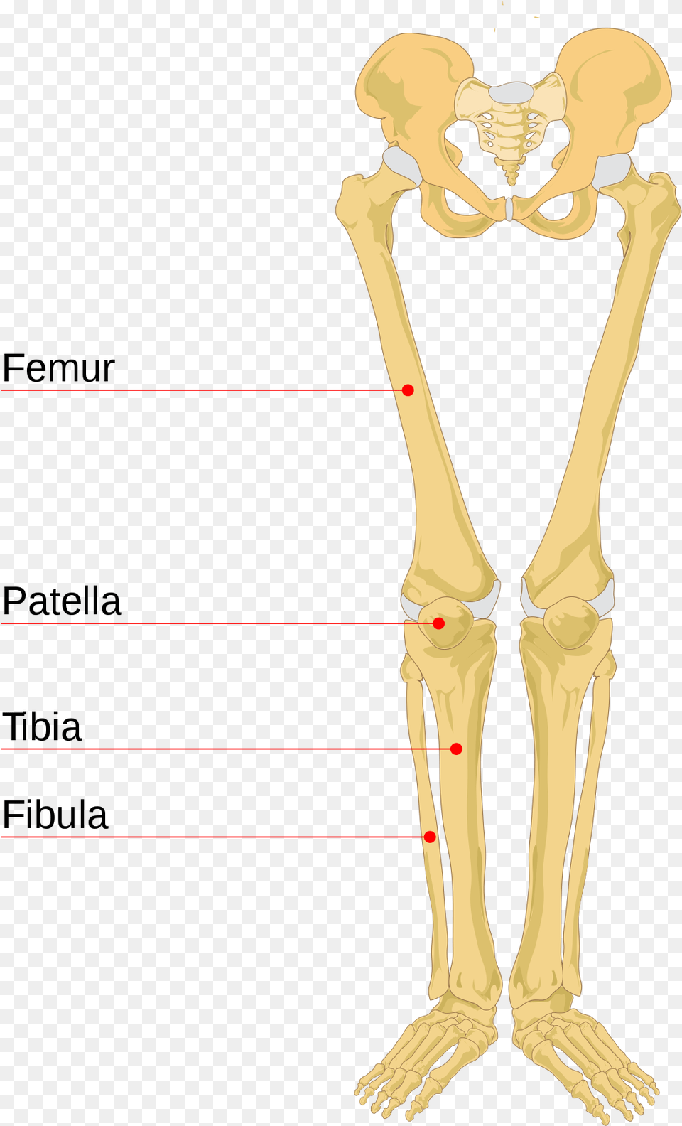 Leg Bone Leg Bones Labeled Human Leg Bones, Person, Skeleton Png