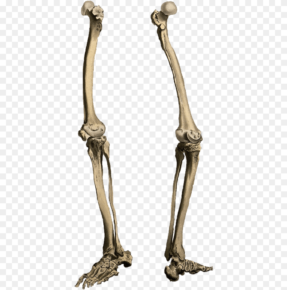 Leg Bone Skeleton Legs, Smoke Pipe Png