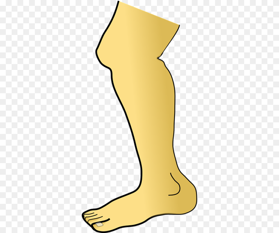 Leg Clipart, Ankle, Body Part, Person, Adult Free Png