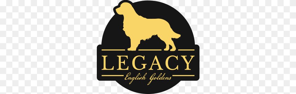 Legacy English Goldens, Animal, Bear, Mammal, Wildlife Free Png Download