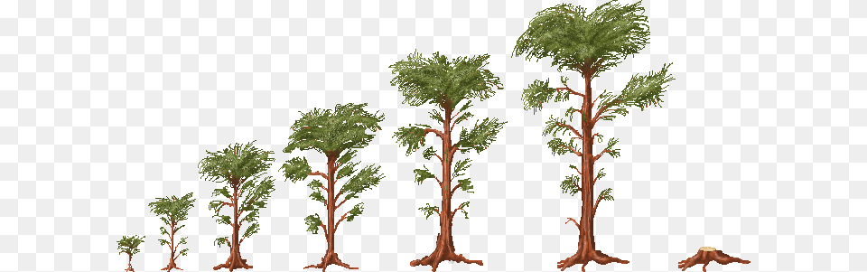 Legacy Pine Tree Life Cycle Maple Tree Growth Stages, Conifer, Plant, Person, Potted Plant Free Png