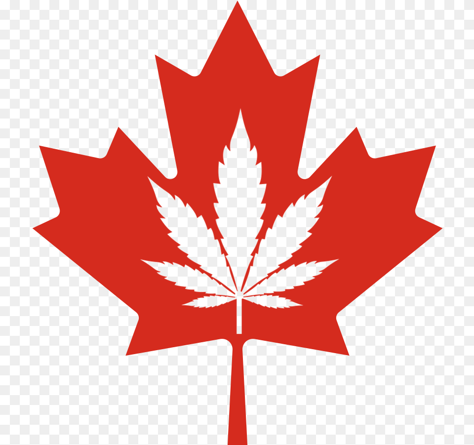 Legal History Of Cannabis In Canada Maple Leaf, Plant, Maple Leaf, Tree, Person Free Transparent Png