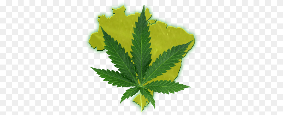 Legalize Brasil Planta De La Droga, Leaf, Plant, Weed, Hemp Free Png