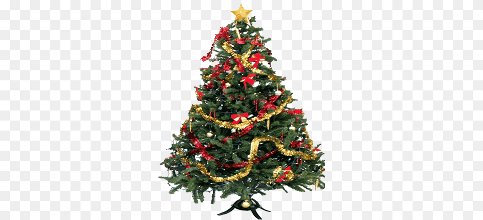 Legend Has It That He Used The Triangular Shape Of Christmas Tree, Plant, Christmas Decorations, Festival, Christmas Tree Free Png Download