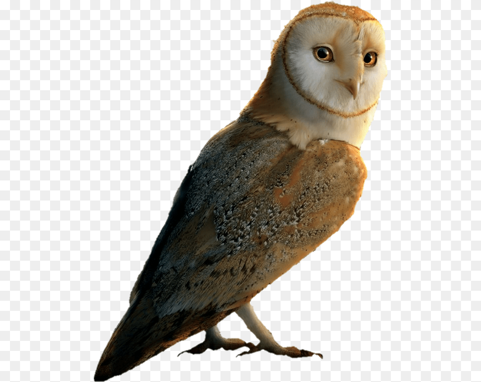 Legend Of The Guardians The Owls Of, Animal, Bird, Owl Png Image