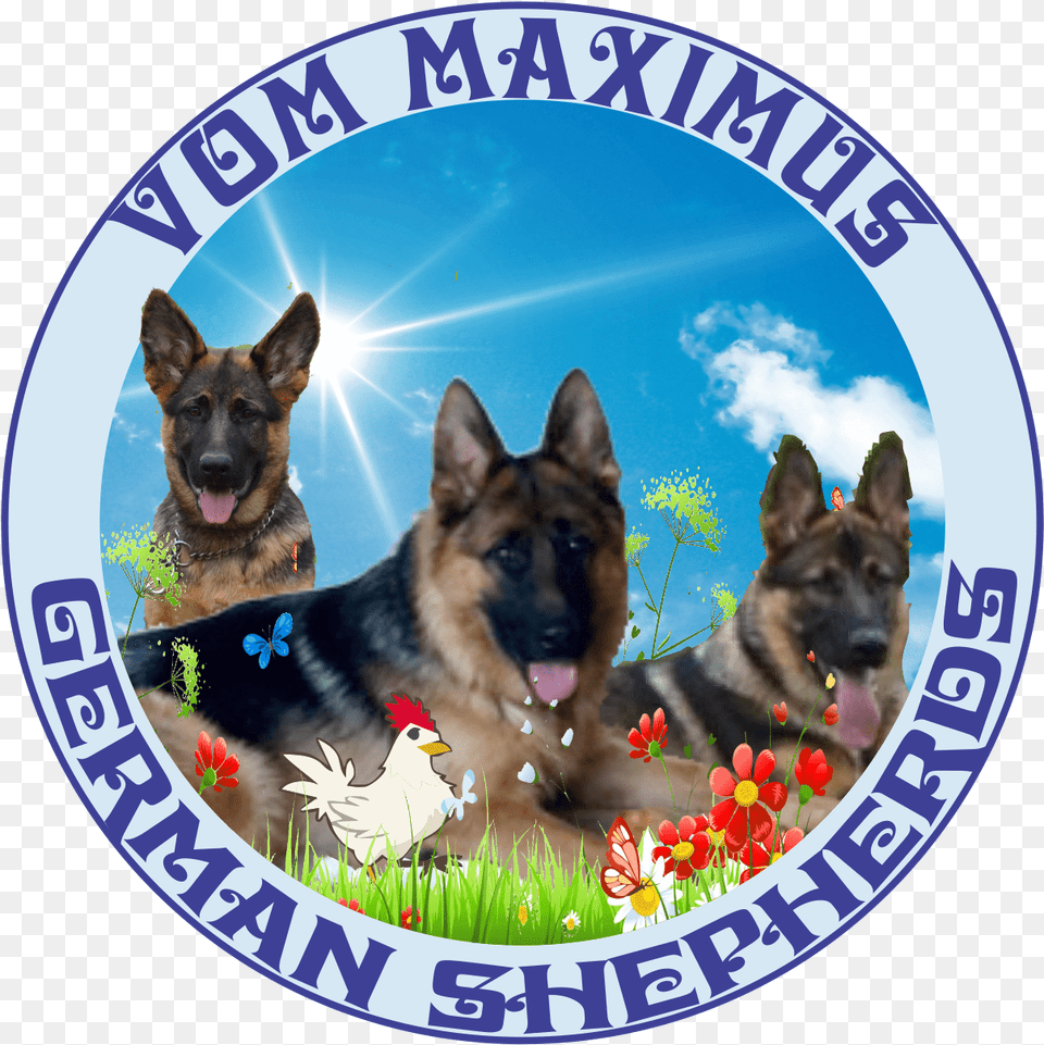 Lego Creator, Animal, Canine, Dog, German Shepherd Free Transparent Png