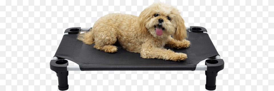 Legs 4 Pets Companion Dog, Animal, Canine, Mammal, Pet Free Png