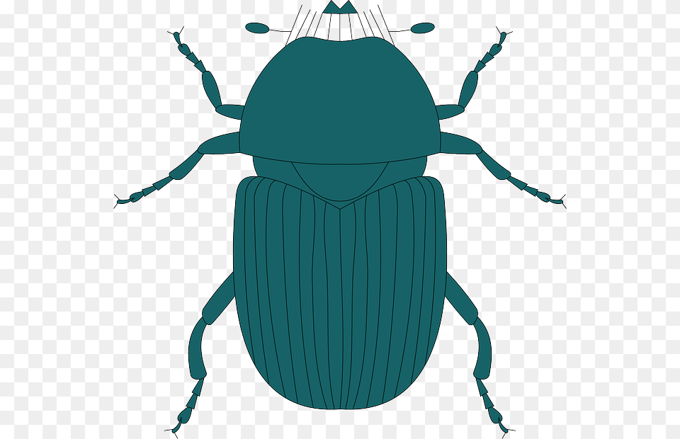 Legs Top Green View Dark Wings Insect Beetle Dung Beetle, Animal, Dung Beetle, Invertebrate Png