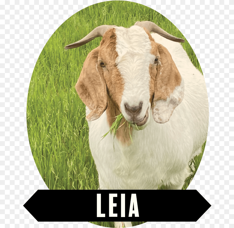Leia 01 Goat, Livestock, Animal, Cattle, Cow Png Image