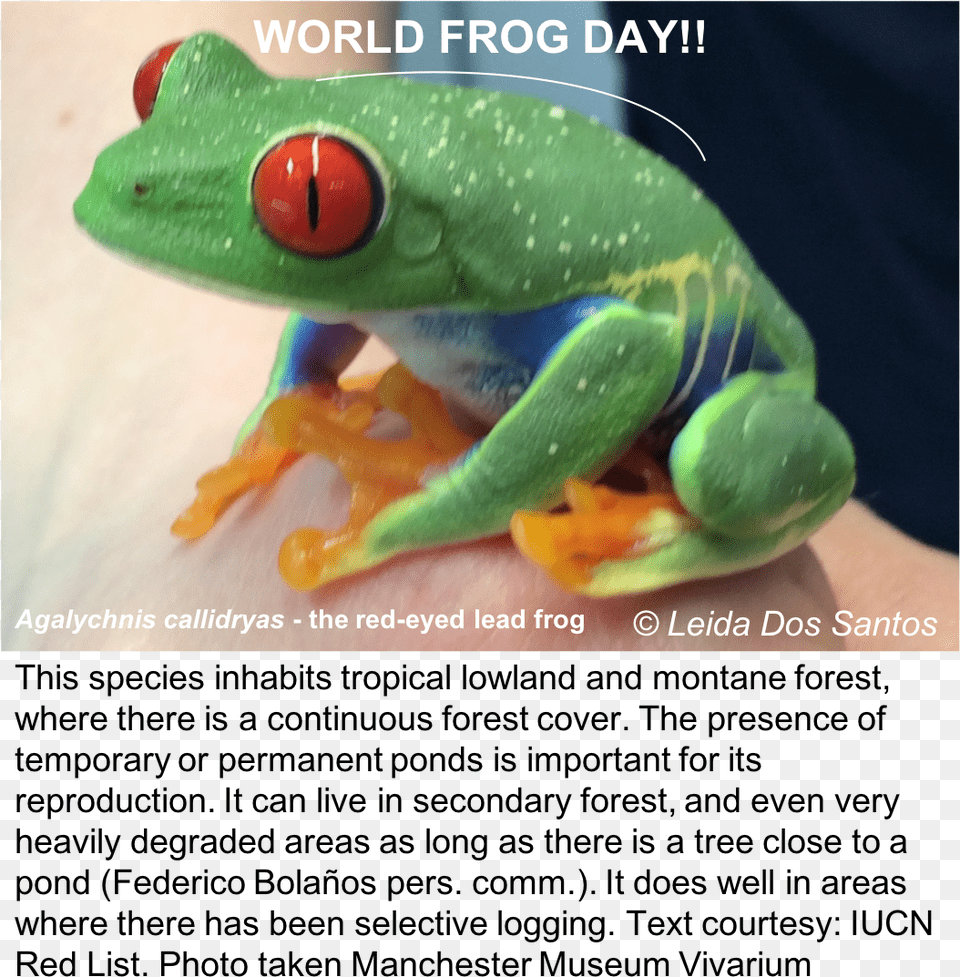 Leida Dos Santos On Twitter Wfd Froffutureourfuture Red Eyed Tree Frog, Amphibian, Animal, Wildlife, Tree Frog Png Image