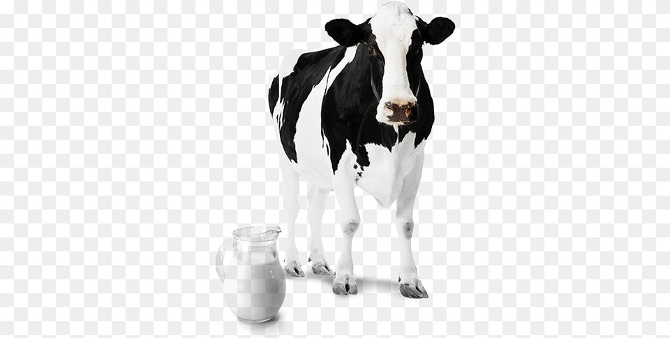 Leite De Vaca 2 Image Images Cow, Animal, Cattle, Livestock, Mammal Free Png Download