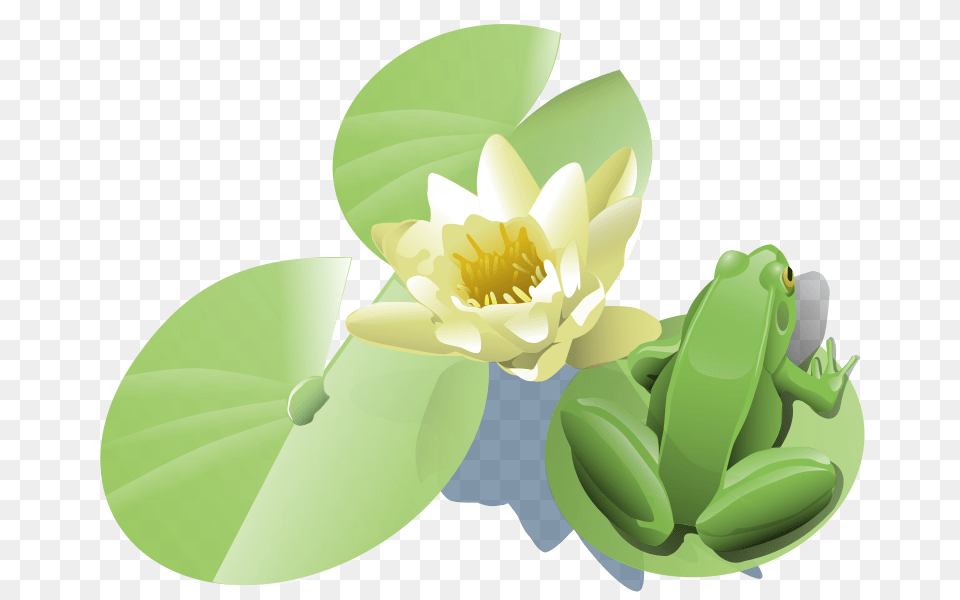 Leland Mcinnes Frog On A Lily Pad, Flower, Plant, Pond Lily, Chandelier Png Image