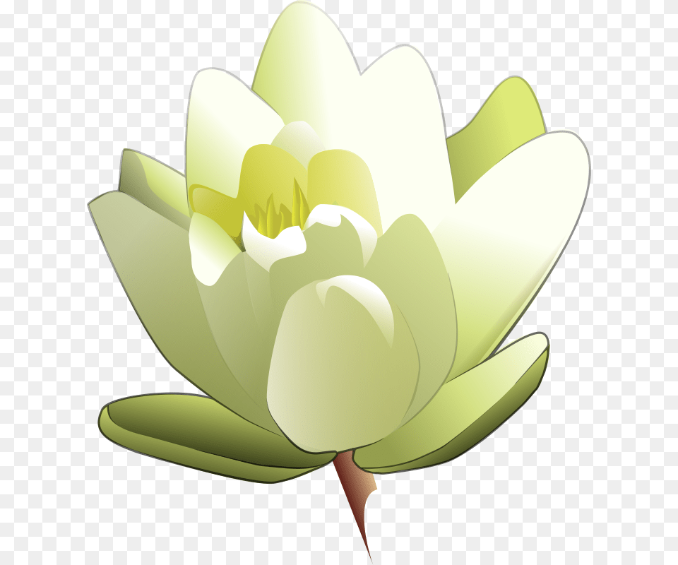 Leland Mcinnes Water Lily, Flower, Plant, Petal, Pond Lily Free Png