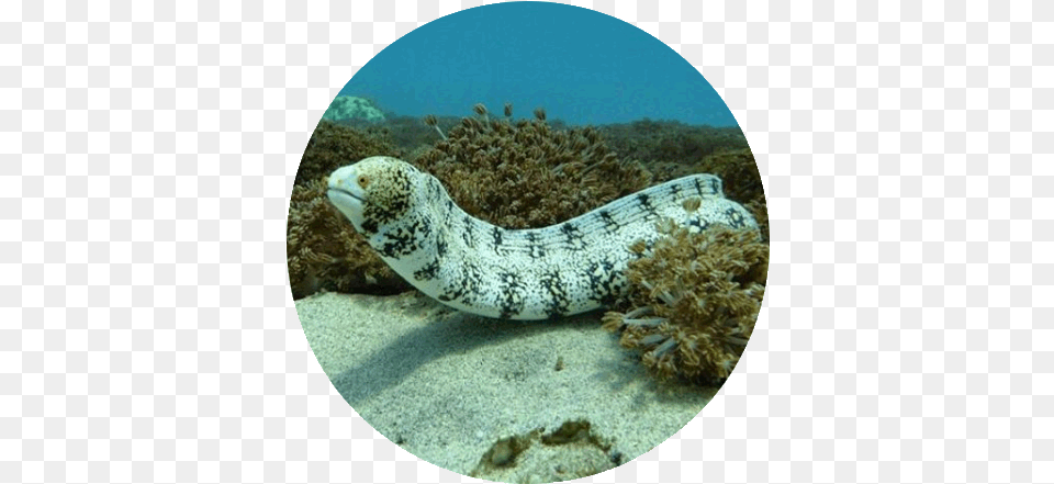 Lembongan Diving Sites Moray Eel, Animal, Sea Life, Fish Png