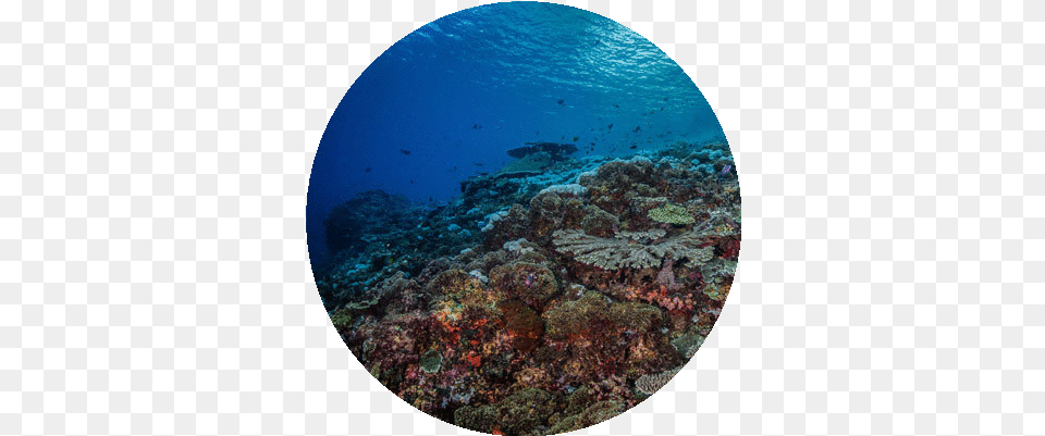 Lembongan Diving Sites Twin Island Dive Lembongan Undersea Province, Animal, Nature, Outdoors, Reef Free Png Download