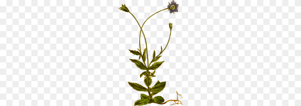 Lemon Balm Medicinal Plants Herb Mint, Flower, Plant, Flax, Leaf Free Transparent Png