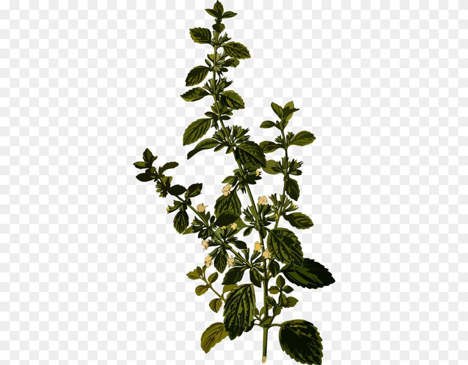 Lemon Balm Medicinal Plants Officinalis Herb Melissa Officinalis, Herbal, Herbs, Leaf, Mint Png