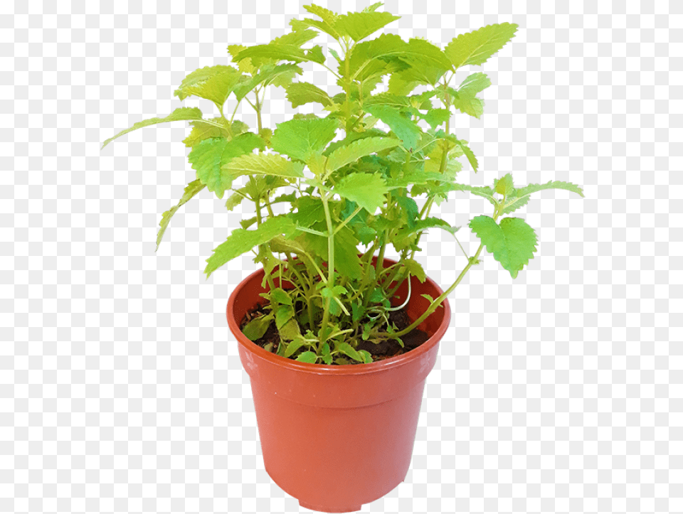 Lemon Balm Plant With Pot, Herbal, Herbs, Potted Plant, Soil Png