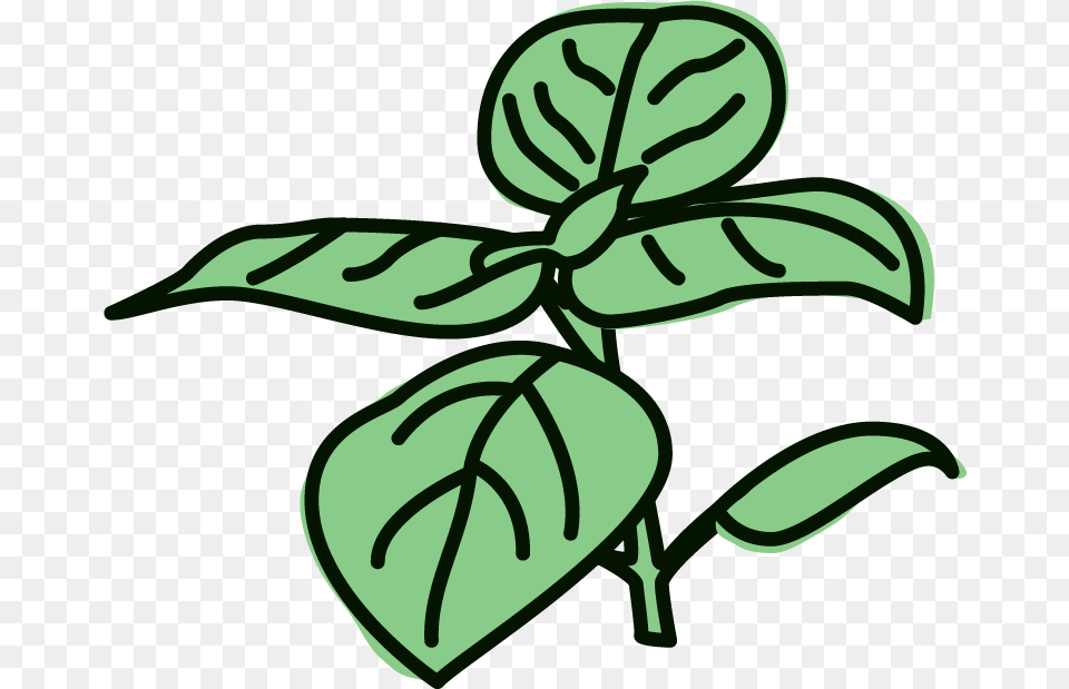 Lemon Basil Sorbet Clipart Download Clipart Basil, Herbal, Herbs, Leaf, Plant Free Png