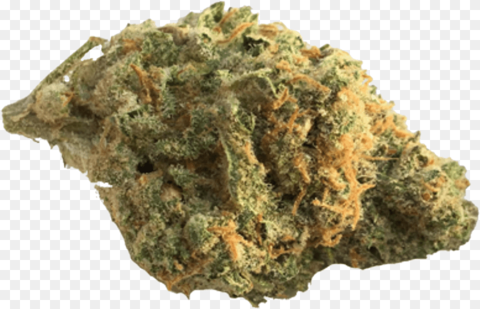 Lemon Berry Kush, Plant, Rock, Weed, Animal Free Transparent Png