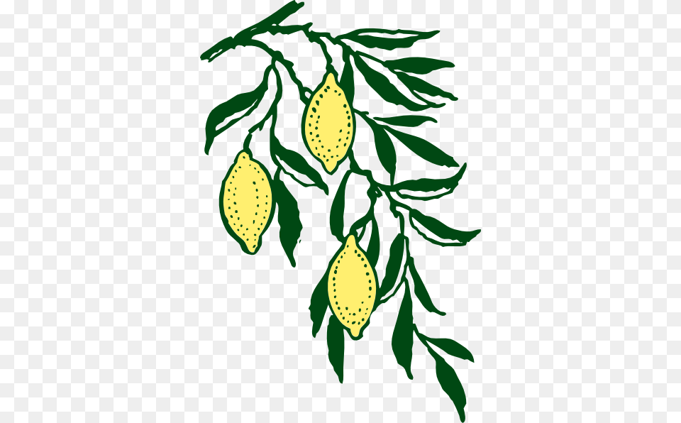 Lemon Branch Clip Art, Citrus Fruit, Food, Fruit, Herbal Png