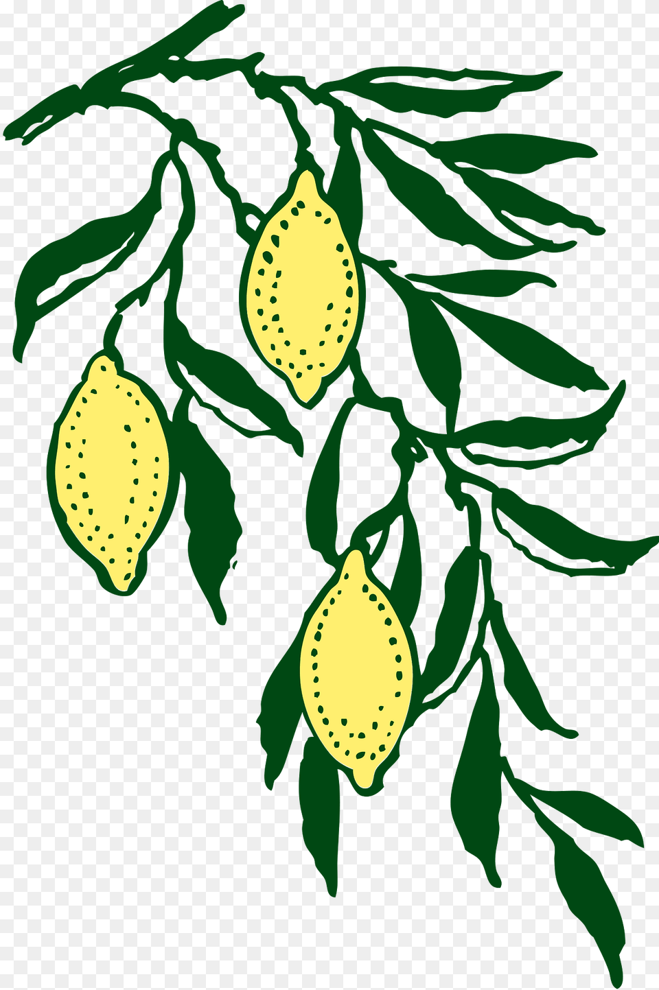 Lemon Clipart, Herbal, Plant, Leaf, Herbs Free Png