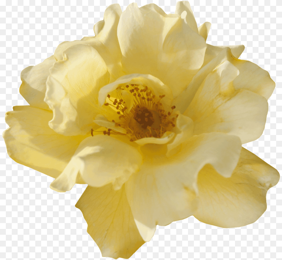 Lemon Drift Peony, Flower, Petal, Plant, Pollen Free Png