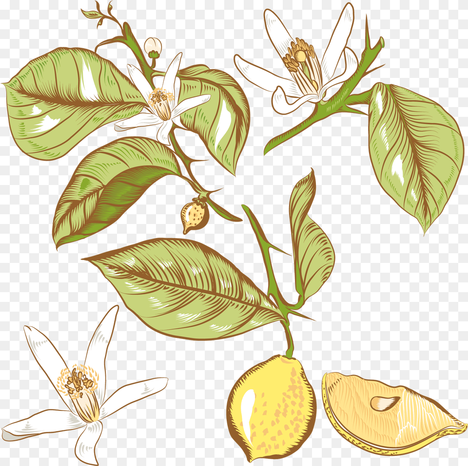 Lemon Flower Drawing Royalty Lemon Flower Drawing, Tree, Plant, Leaf, Annonaceae Free Transparent Png
