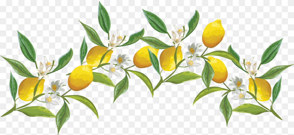 Lemon Fruitflower Flower Crown Flowercrown Ftestickers Lemon Crown, Citrus Fruit, Food, Fruit, Plant Free Png