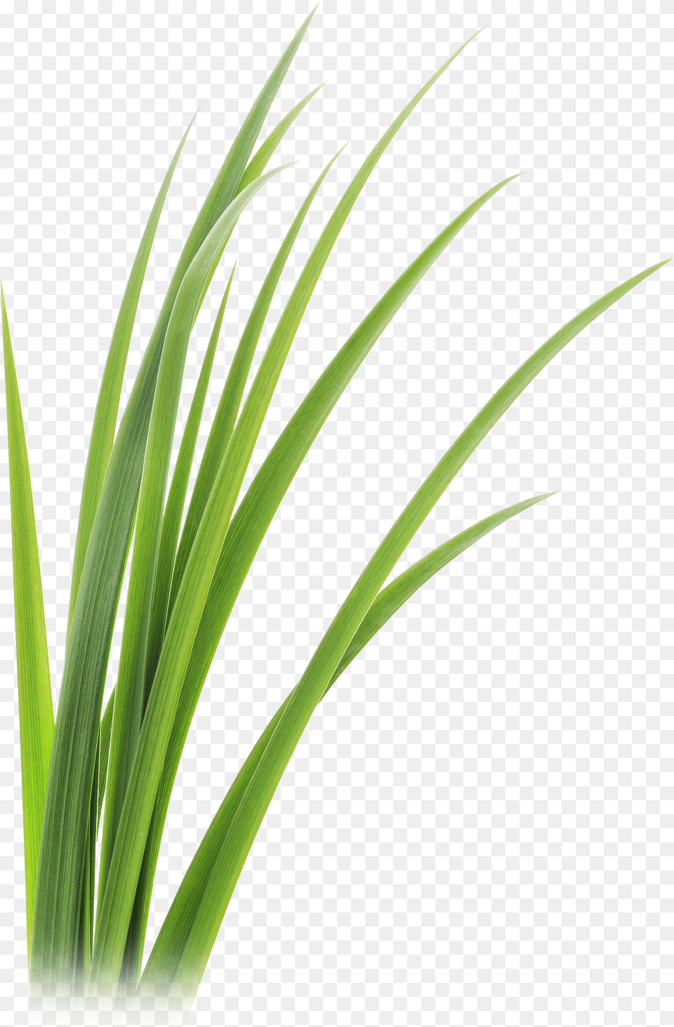 Lemon Grass Png