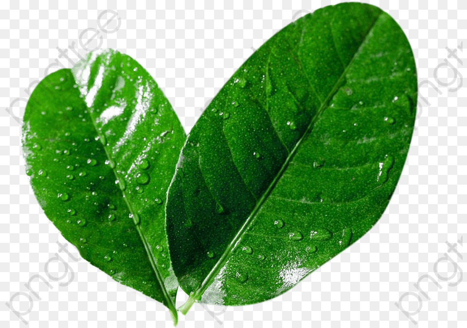 Lemon Leaves Picture Material, Leaf, Plant Png Image