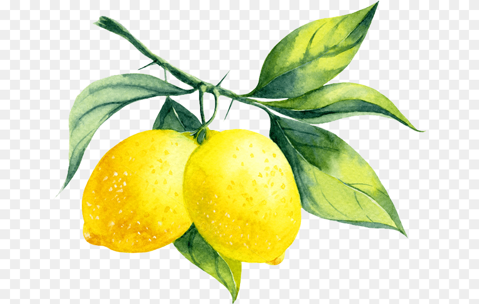 Lemon My Envy Blog Watercolor Lemons, Citrus Fruit, Food, Fruit, Plant Png Image