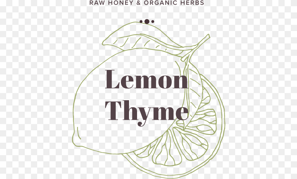 Lemon Thyme Illustration, Plant, Tree, Annonaceae, Food Png