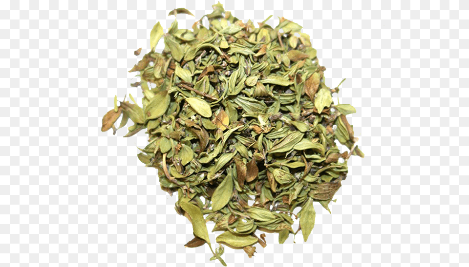 Lemon Thyme Organically Sourced 3 Biluochun, Herbal, Herbs, Plant, Leaf Free Transparent Png