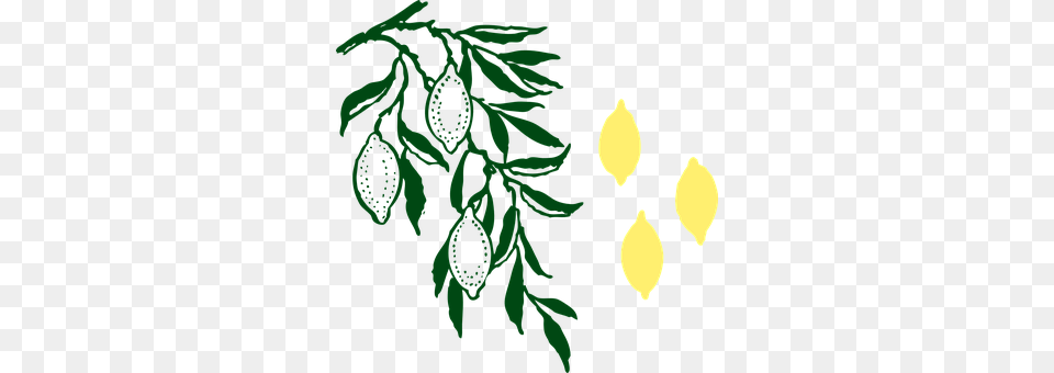 Lemon Tree Herbal, Herbs, Plant, Leaf Png Image