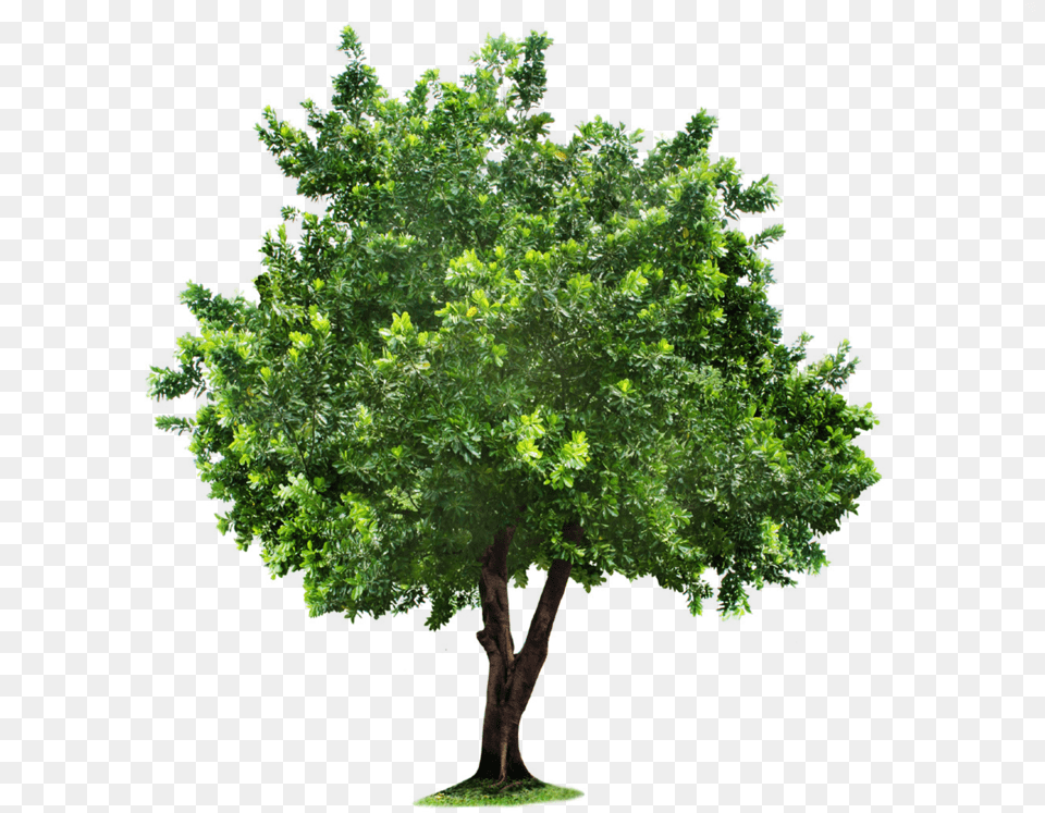 Lemon Tree 5 Image Apple Tree, Oak, Plant, Sycamore, Green Free Png Download